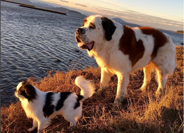 Лучшие друзья: маленькая собачка путешествует верхом на сенбернаре